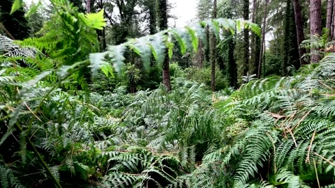Slow Push Through Dense Green Ferns in Woodland Forest Stock Footage 345644013