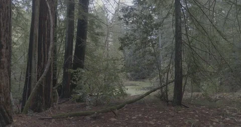 Slow Push through forest floor Stock Footage 105835513