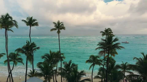 A slow push through tall palm trees at the shore of a beautiful beach Stock Footage 317941807