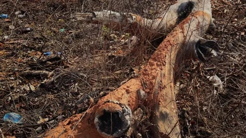 Slow Push In Toward Fallen Log Covered with Termite Mud Tubes Stock Footage 337868460