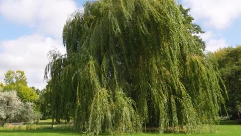 Slow Push-In toward a Large Weeping Willow Tree in a Berlin Park Stock Footage 345580887