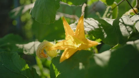 Slow Push towards Pumpkin Flower in Garden Stock Footage 312231355
