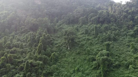 Slow Push into Tree on Mountain Stock Footage 255037669