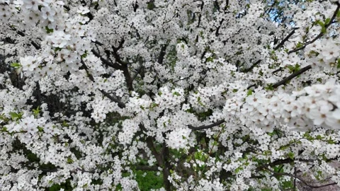 Slow Push In To White Blooming Tree In Spring blossom Stock Footage 333765383