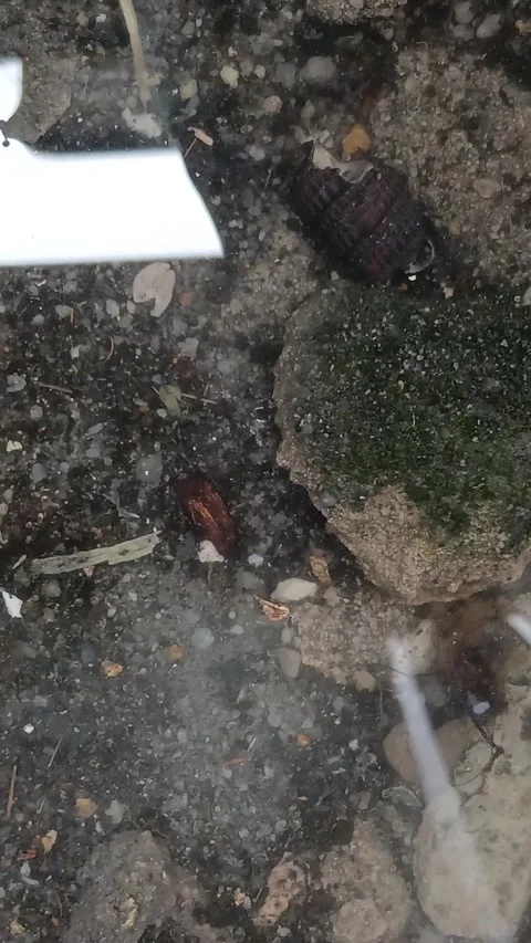 Slow Rain Falling Into Shallow Puddle Stock Footage 327176671