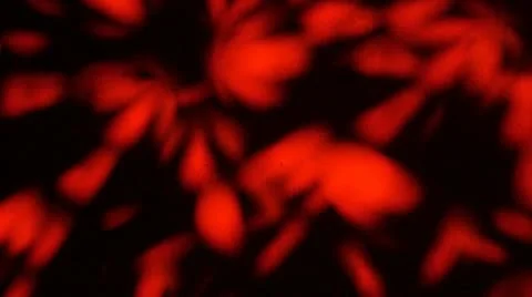 Slow Red Flowers Video stock 11693652