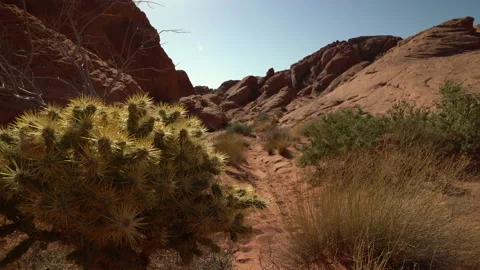 Slow reveal of a cactus lined sandy trail. 動画素材 155368937