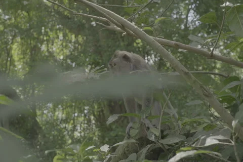 Slow Reveal of Monkey Standing on Hind Legs Stock-Footage 246410646