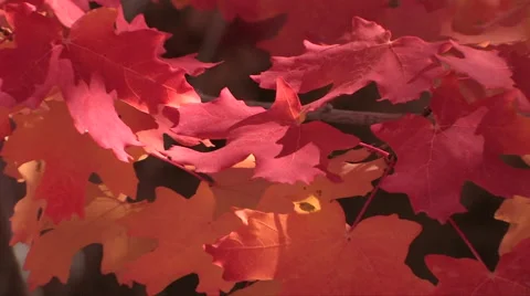Slow reveal of a red maple in full fall colors 스톡 동영상 55731595