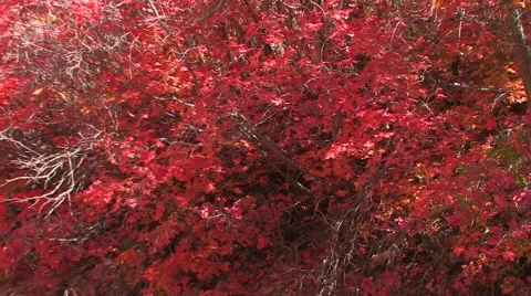 Slow reveal of a red maple trees in full fall colors in Zion National Park 스톡 동영상 55731353