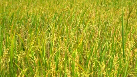 Slow rice stem field on windy on blue sky background in organic farm agriculture Stock Footage 106740606