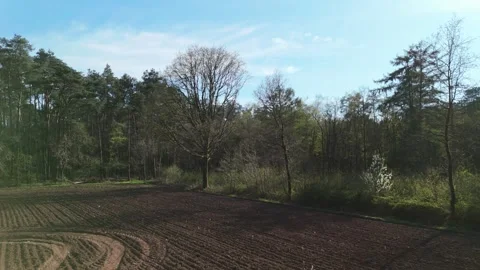 Slow Right-to-Left Drone Pass of Twin Trees with Cornfield and Forest Stock Footage 307356617