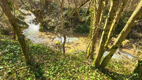 Slow Right-to-Left Pan of Sunny Autumn Forest Stream Video stock 330660593