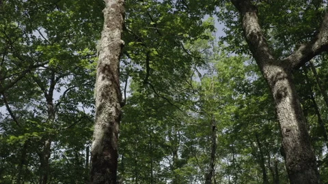 Slow right to left tracking shot in green forested area 스톡 동영상 158570814