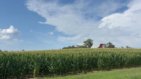 Slow Right‑to‑Left Pan Across Cornfield with Red Barn in Background Stock Footage 340050227