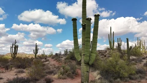 Slow Rising Drone footage Featuring A Saguaro cactus in AZ that is blooming. Stock Footage 310796372