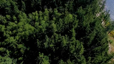 A slow, rising view of forest and a beautiful, Pacific Northwest Whidbey Island Stock Footage 140610331