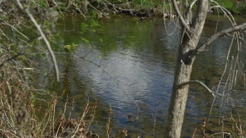 Slow river after a spring rain Vidéo 276239430