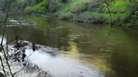 Slow river in California Stock Footage 236007167