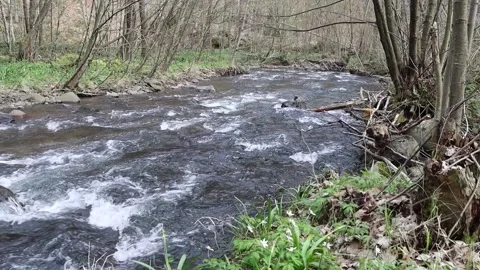 Slow river flow Stock Footage 238778805