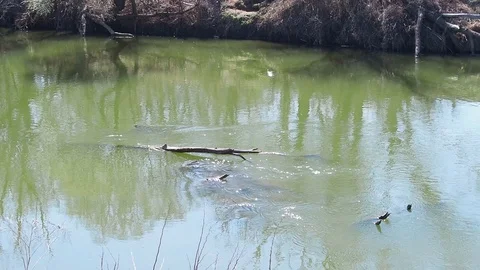 Slow river flow in spring. Video full hd. Stock Footage 108575012