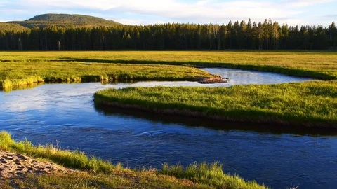 Slow river flowing through a grassy field in the forest Stock Footage 128206514