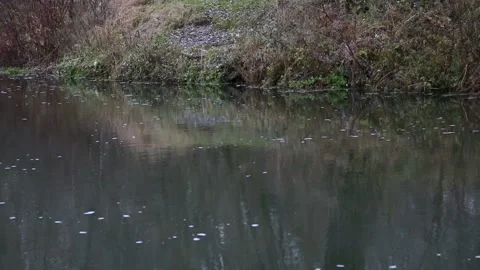 A slow river flows Stock Footage 93688410