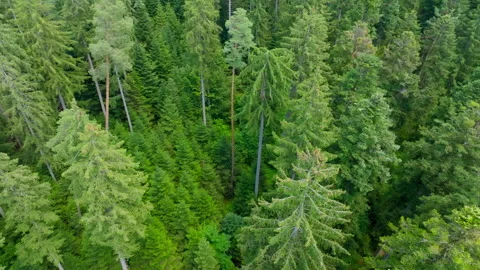 Slow rotating flight over forest canopy 動画素材 316068211