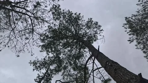 Slow Rotating Shot bottom view of a Tall Tree in a Lush Green Forest Stock Footage 303260475