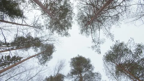 Slow rotating shot looking up at wintery pine trees  Stock Footage 146277709