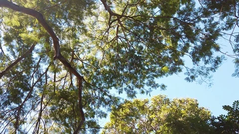 Slow rotation around rainforest canopy overhead Video stock 109026311