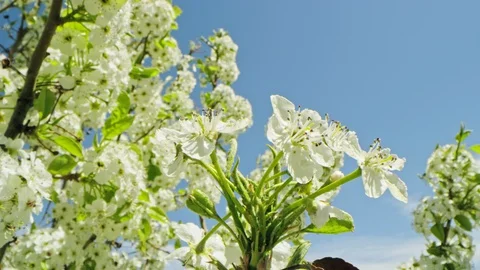 Slow rotation around three tree blossoms bouncing in wind in spring slow motion Video stock 128465083