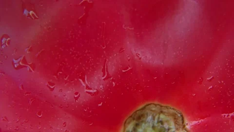 Slow Rotation of Red Tomato Pulp Macro Texture. 스톡 동영상 334797488