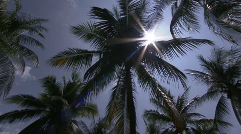 Slow rotation of Sun star through Palm tree Stock Footage 39964744