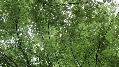 Slow rotation of tree crowns in the forest. Video stock 76890712