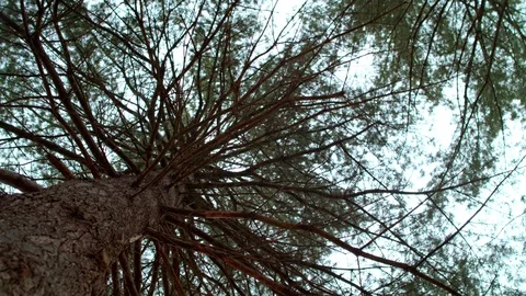 A slow rotation while looking up at the trees in the Winter. Video stock 94470183