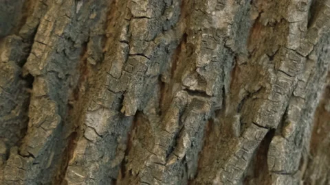 Slow rotation wooden texture with empty space for your text. Moving surface wood Stock Footage 158668500