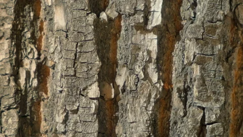 Slow rotation wooden texture with empty space for your text. Moving surface wood Stock Footage 158669926