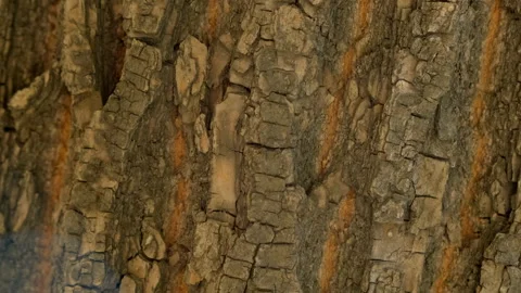 Slow rotation wooden texture with empty space for your text. Moving surface wood Stock Footage 158671486