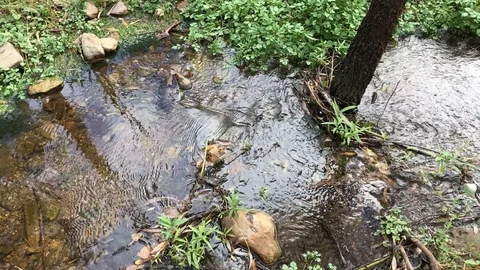 Slow Running Stream with Bird Sounds Stock Footage 87059590