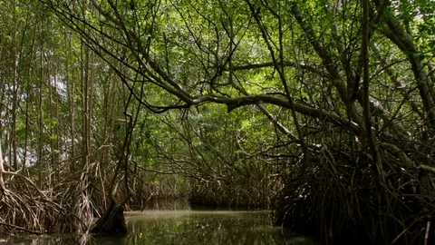 Slow sailing on river through mangrove jungle Stock Footage 92571832