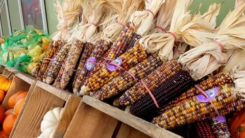 Slow scan over a few dozen cobs of ornamental corn outside farmers market store Stock-Footage 221804891