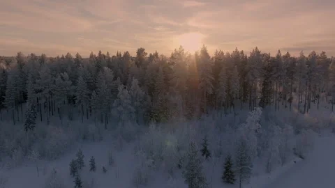 Slow scenic close up fly up from ground level to above pine tree forest ext.. Stock Footage 264765806