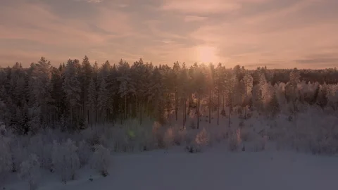 Slow scenic fly down from above pine tree forest extensively covered by hoa.. Stock Footage 264765894