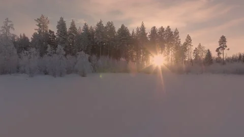 Slow scenic fly up from ground level to above pine tree forest extensively .. Stock Footage 264766251