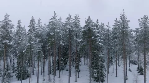 Slow scenic fly up from ground level to above pine tree forest during snowfall Stock Footage 264771023