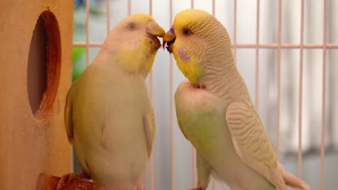 Slow shot parrots in cage Stock Footage 249377530