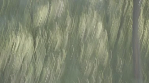 Slow shutter video of forest Stock Footage 245658548