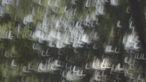 Slow shutter video of forest Stock Footage 245658570