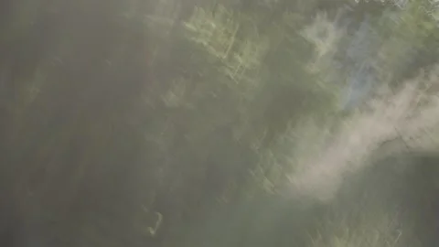 Slow shutter video of forest Stock Footage 245660421